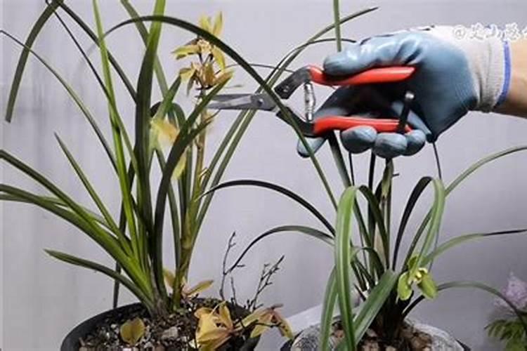 兰花开花后怎么处理