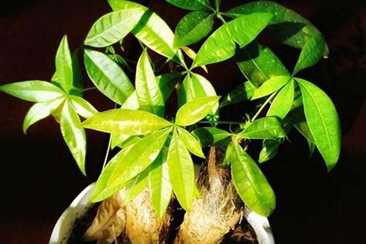 发财树不用施肥,经常浇点“营养水”,是不是照样长得枝繁叶茂？
