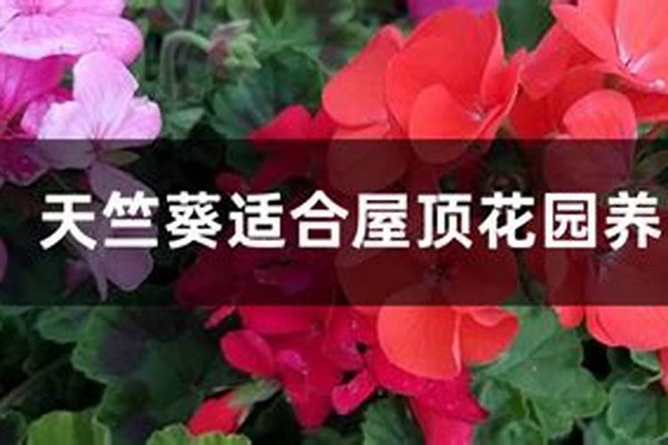天竺葵夏天怎么养