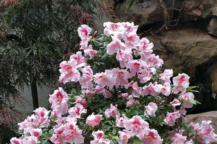 杜鹃花期如何浇水施肥 需要怎么做