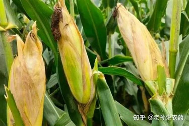 韭菜打什么叶面肥效果好