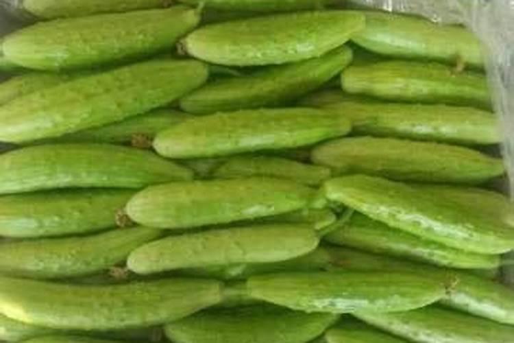 黄瓜用什么肥料产量高