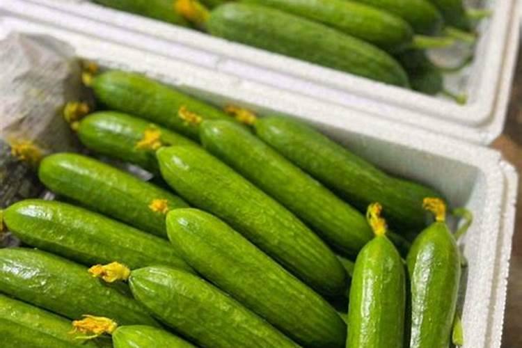 黄瓜专用叶面肥厂家,叶面肥哪个品牌好？叶面肥用昆仑风!