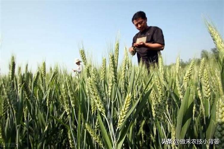 玉米地里撒了尿素过了三天才下雨还能起作用吗