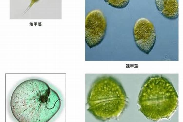 虾塘水有甲藻怎么处理 方法如下