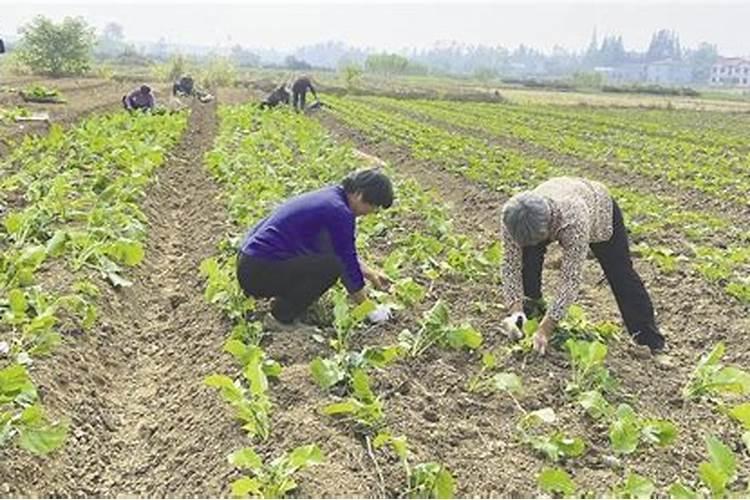 油菜施肥用什么肥料