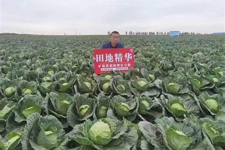 甘蓝结球期冲什么肥？