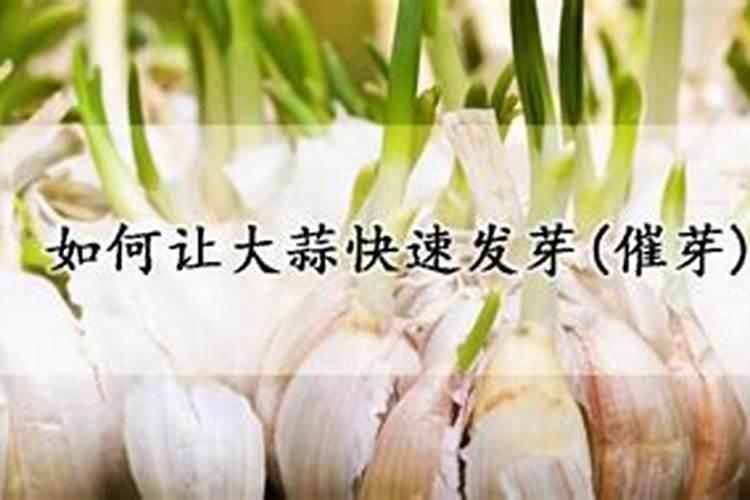 老家种了很多大蒜,喷施什么植物生长调节剂能提高产量？