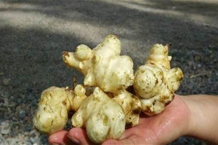 如何种菊芋