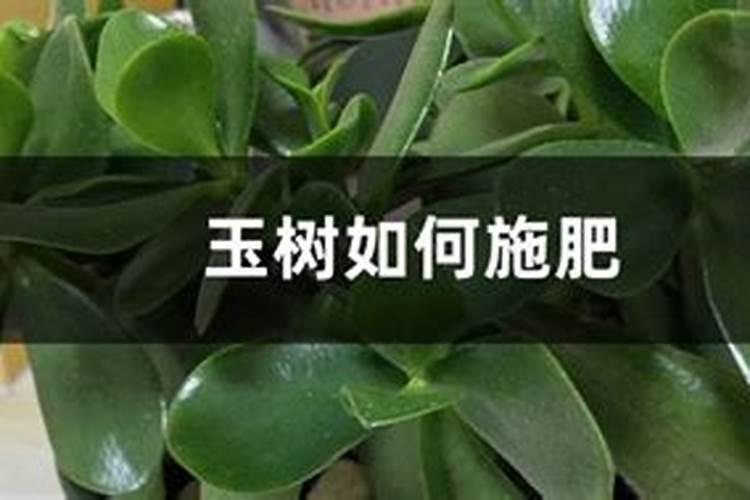 玉树什么肥养殖长得快,不同时期的施肥方法注意事项