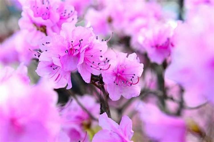 金达莱花怎么养殖方法