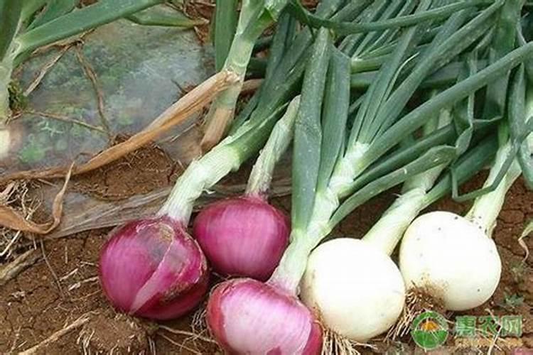 种植油菜为什么要施硼肥 油菜啥时候施硼肥好