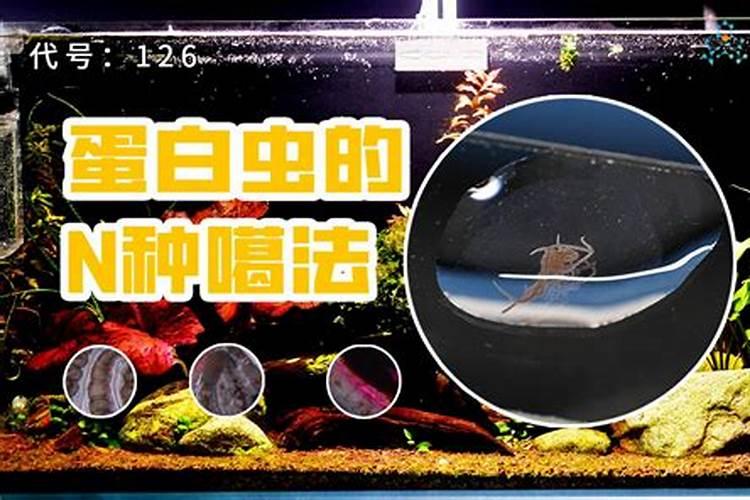 ...成堆小鱼做肥料深埋花盆中种花,以后会从土里生出虫子或者蛆吗...