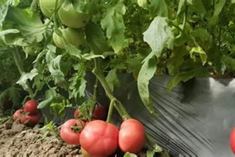 番茄挂果后怎么施肥 番茄施肥用什么肥料好