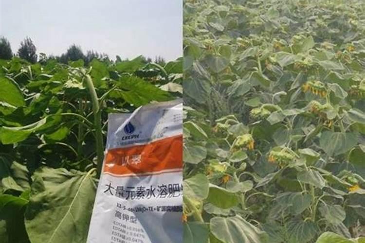 水溶肥价格多少钱一吨 如何选购优质的水溶肥料