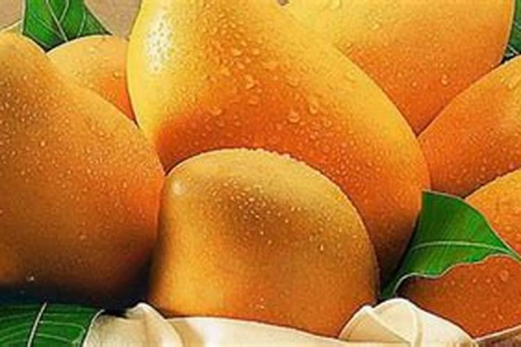 芒果用什么肥料最好