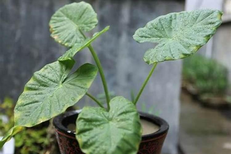 滴水观音浇什么肥料合适