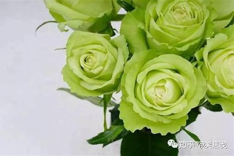 绿肥是什么肥料