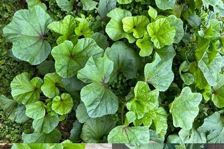 苋菜种植施肥要科学,苋菜种植该怎么科学施肥？