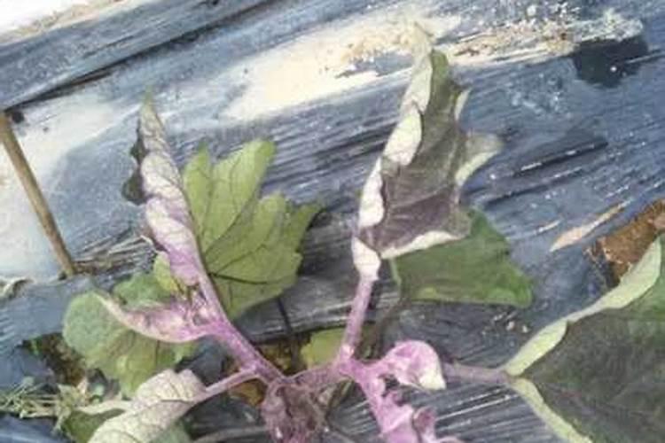 苹果树根部打完水溶肥还能打叶面肥吗