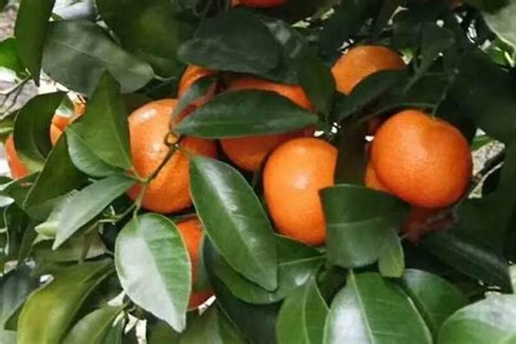 柑橘用什么肥料最好
