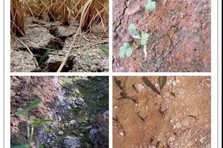 白色化肥是什么意思？