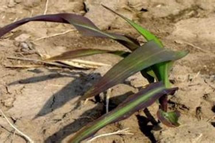 化肥放久了会失效吗？如何科学存放肥料？