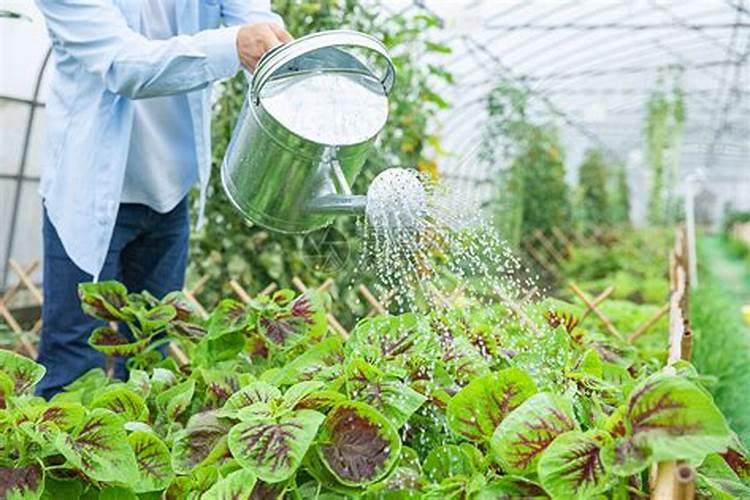 菜地水淹后咋办