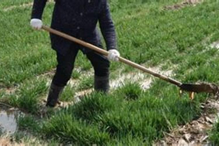 苦瓜施肥时间,施肥方法,施肥注意事项