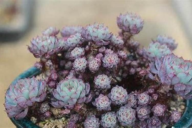多肉植物施什么肥好