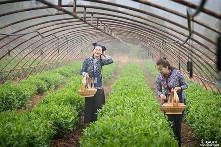 茶叶几月份下肥料最好？
