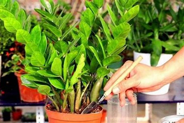 金钱树长了很多新芽,但,有什么办法