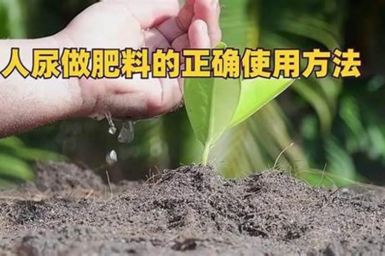 尿液可以做肥料吗