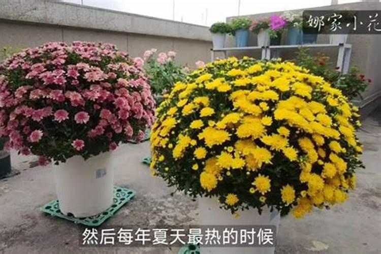 球菊花朵开败后,做好这几点,来年照样可花开满枝!