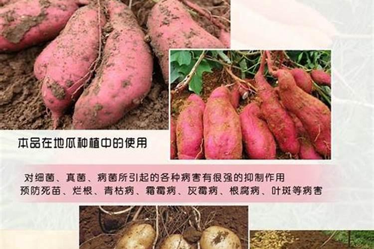 格桑花用什么土种植