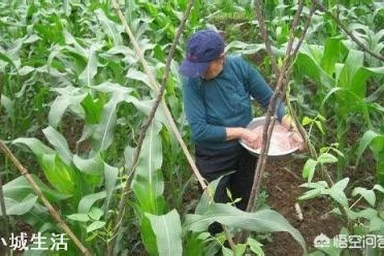 叶面喷施硼肥的最佳时间硼肥应该怎么用
