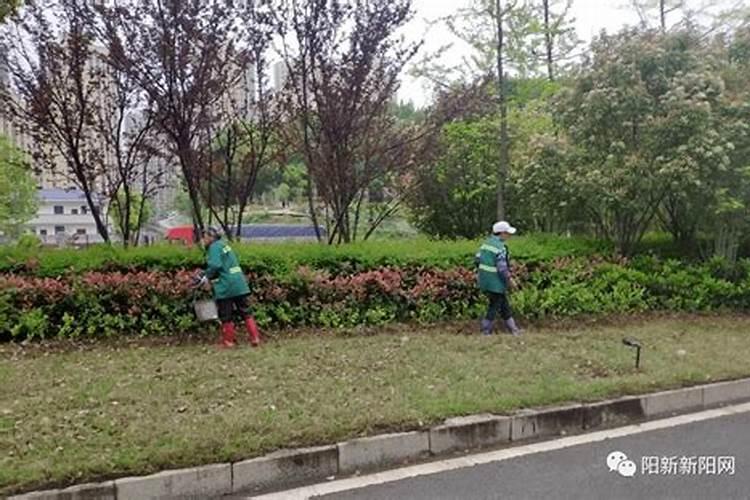 芸豆不长是什么原因