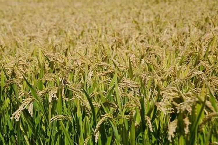 橄榄核金果王是什么品种