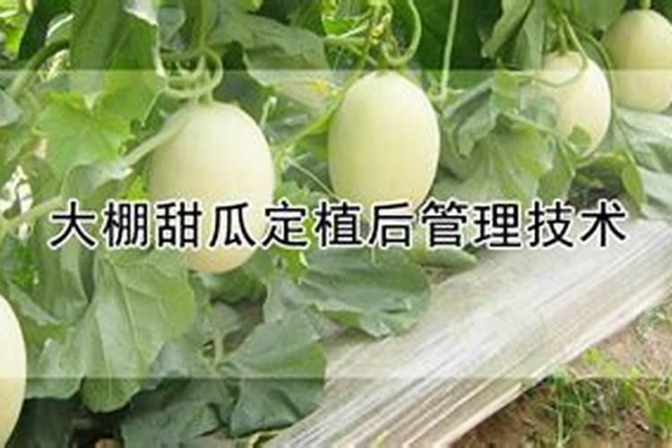 移栽香瓜想要提高成活率,都该掌握哪些技巧？