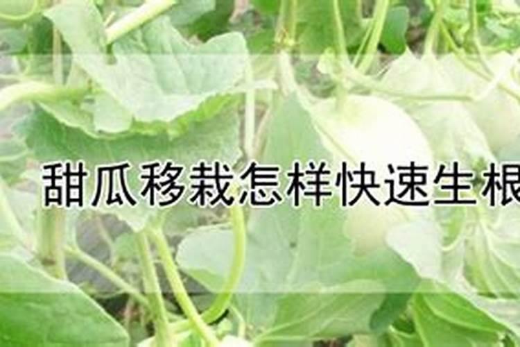 甜瓜移栽怎样快速生根