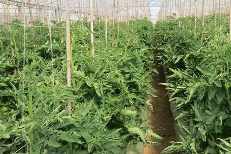 腐殖酸叶面肥有哪些作用？