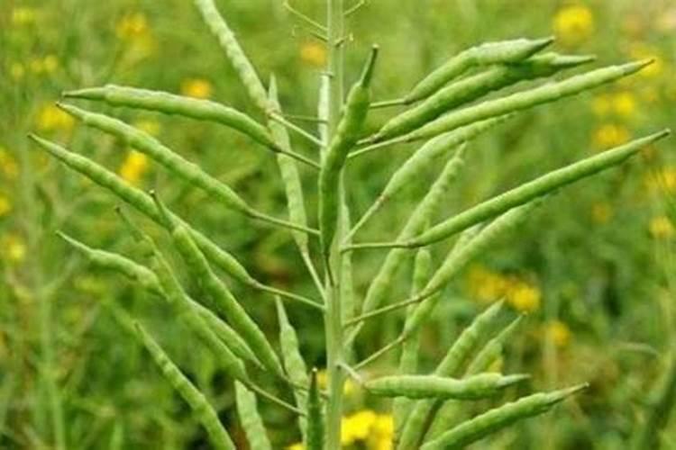 油菜籽施肥用什么肥料花卉百科