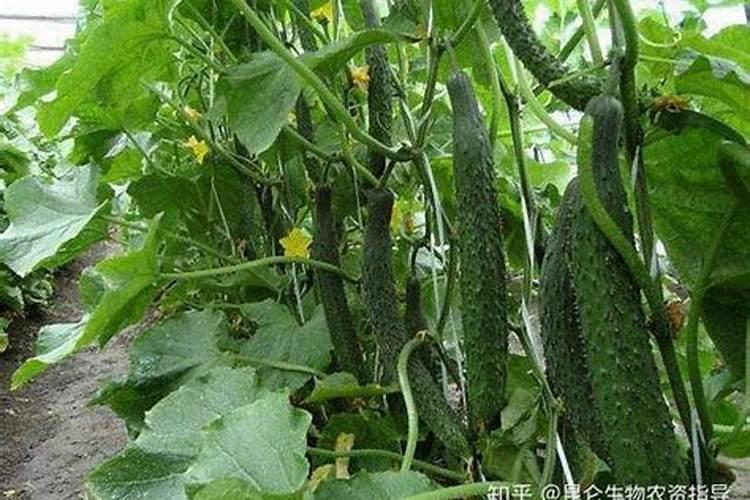 种黄瓜用什么肥料最好