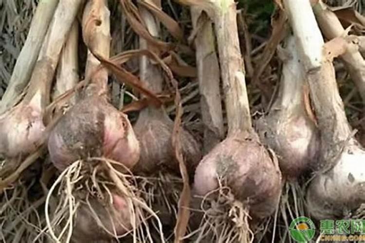 2026年1月17日河北玉米价格