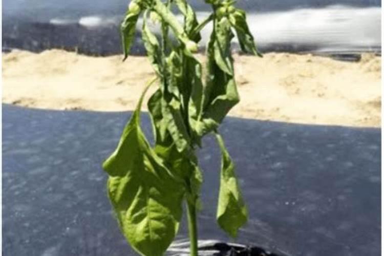 厚朴树如何栽培