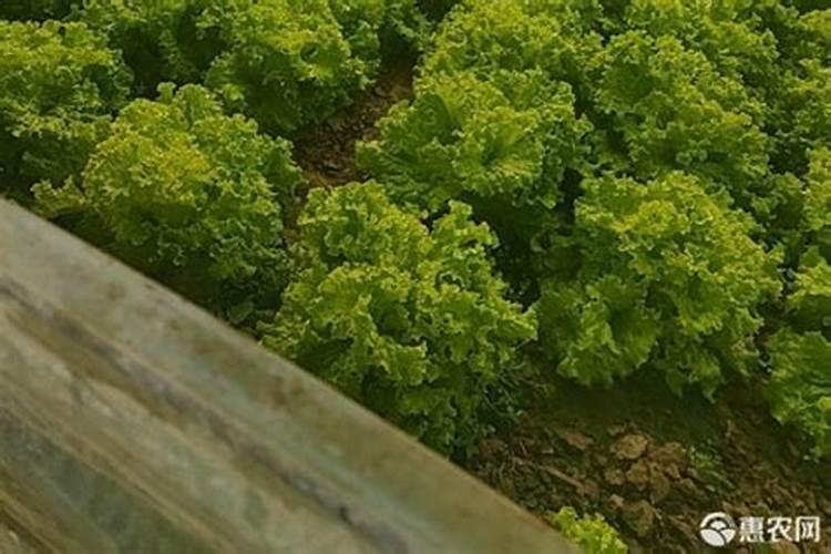 尿素是一种中性的肥料,种植蔬菜尿素的用法你知道多少？