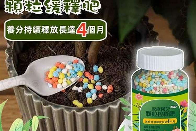 芹菜第一次施肥什么时候 施肥技术要点