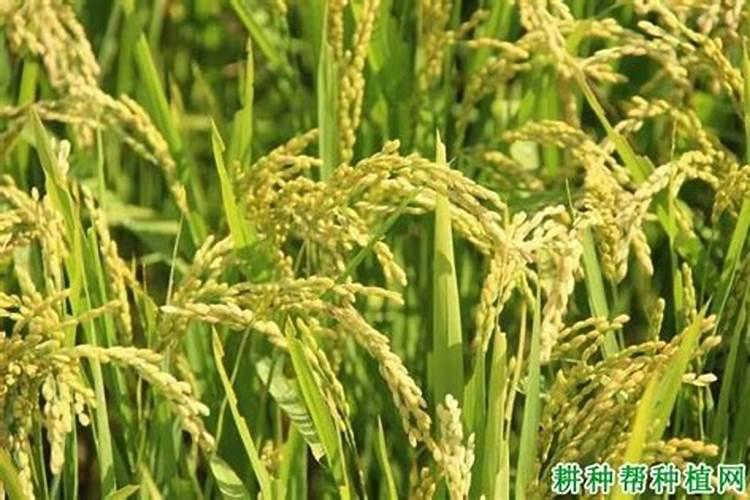 水稻超级稻施肥法方法是什么？