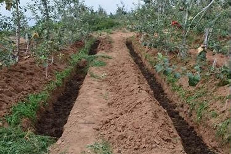 苹果树怎样施肥:夏季苹果树施肥方法