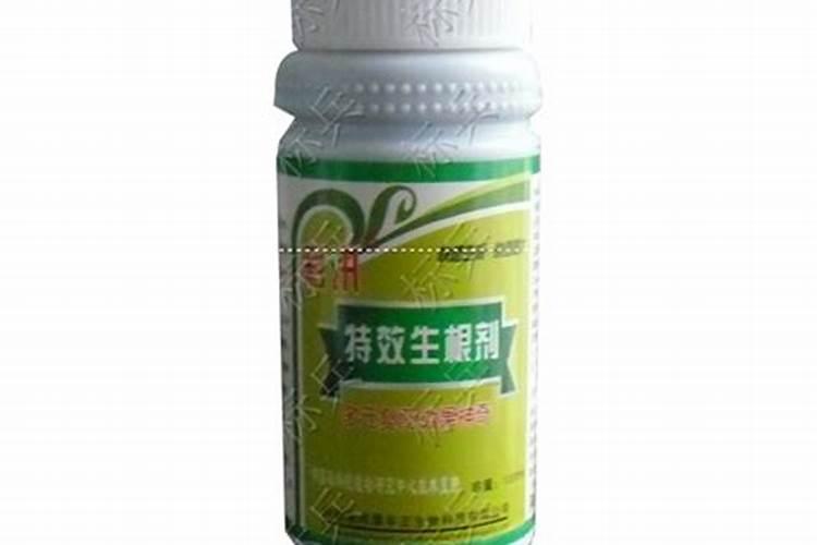 草莓生根养根用什么肥